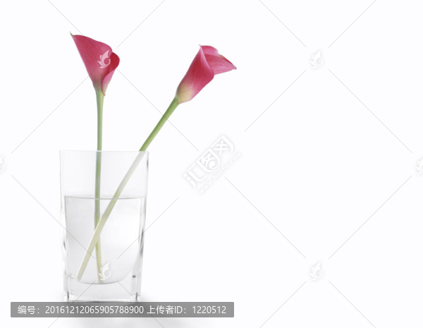 薔薇花在一杯清水；