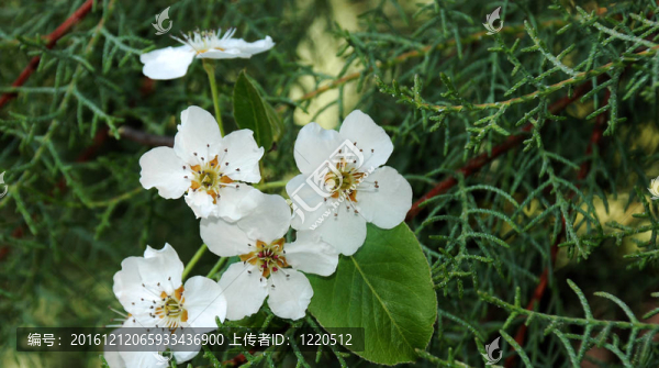 梨樹開花