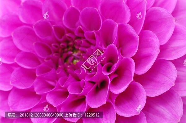 抽象的花朵