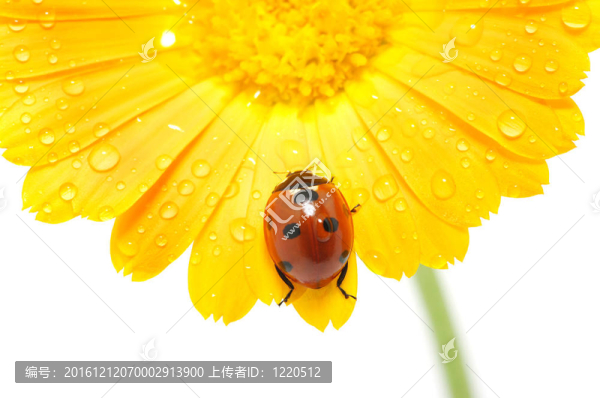 瓢蟲