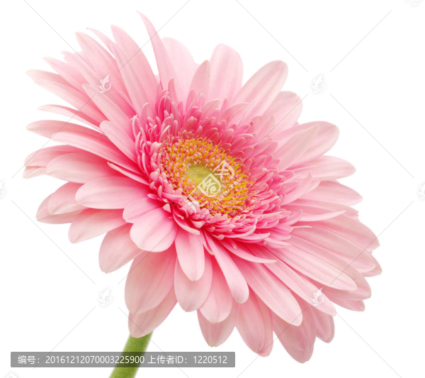 粉色非洲菊