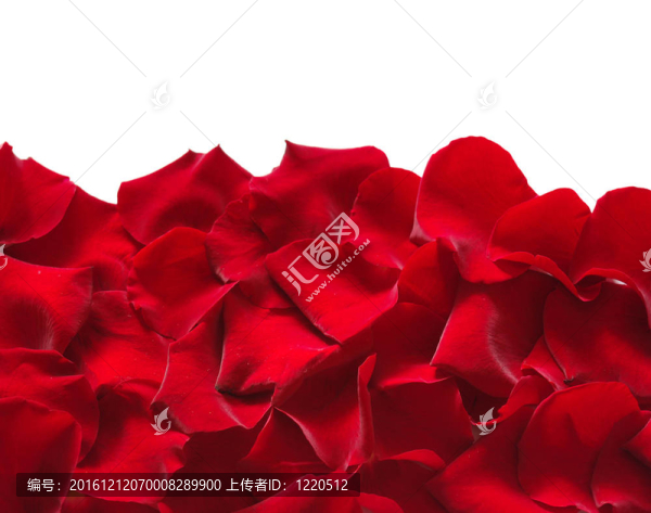 玫瑰花瓣