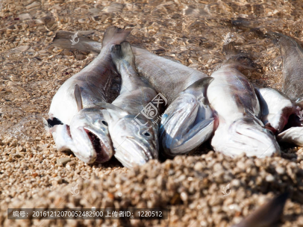 鱈魚魚
