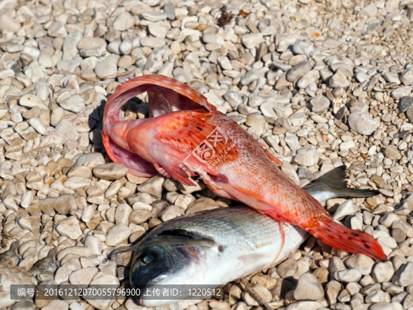 海灘上的魚(yú)
