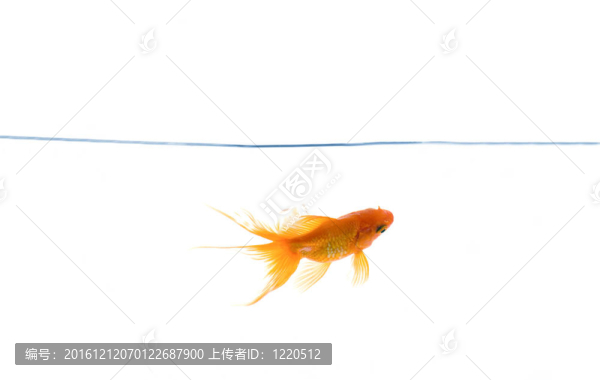 紅色的魚