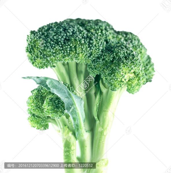 成熟椰菜白菜