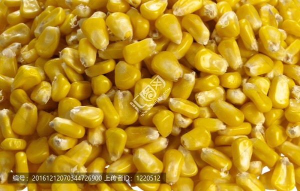 背景玉米粒