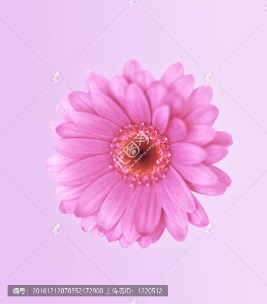 一朵美麗的粉紅色花