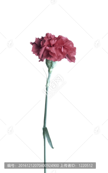 紅色的花朵特寫