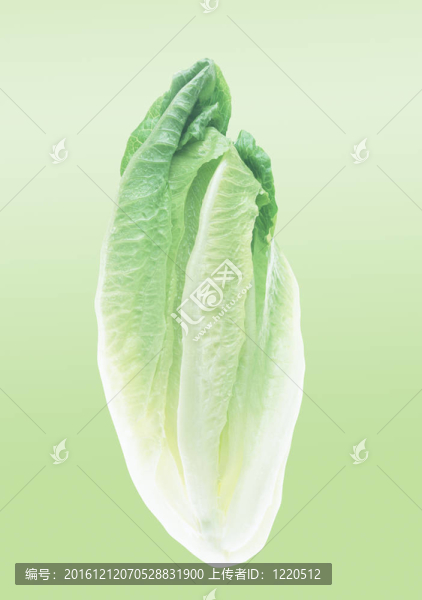 大白菜