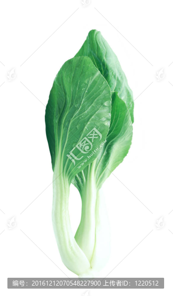 大白菜