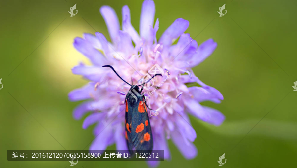 地榆Knautia,Arvensis