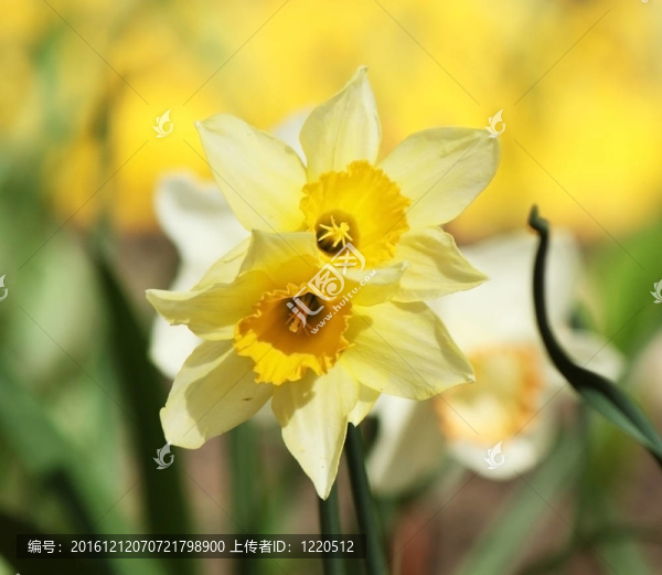 花壇水仙
