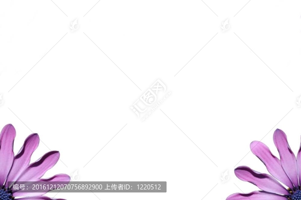 紫色的南非萬壽菊的角落。