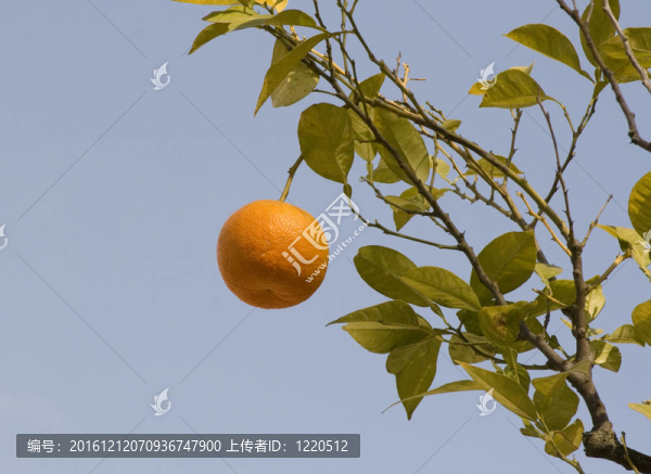 橙色