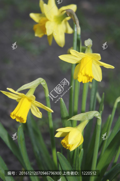 水仙花