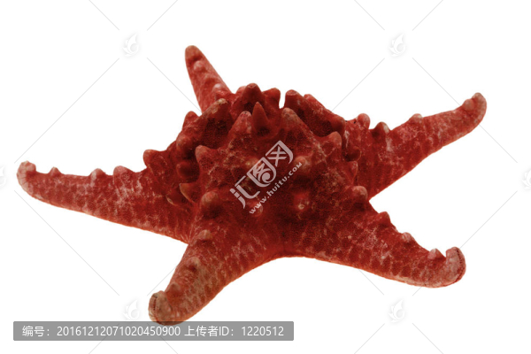 紅海星白色隔離（CLO
