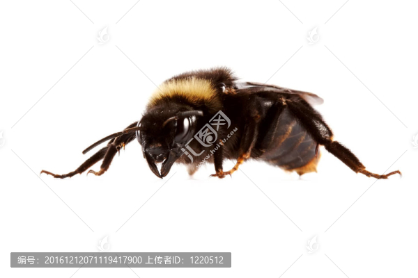 大黃蜂