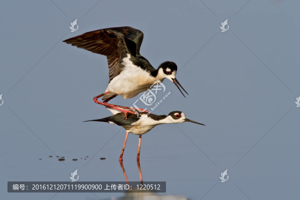 黑頸長(zhǎng)腳鷸