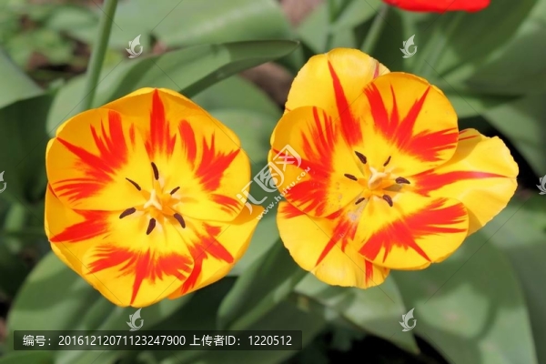 郁金香屬百合科