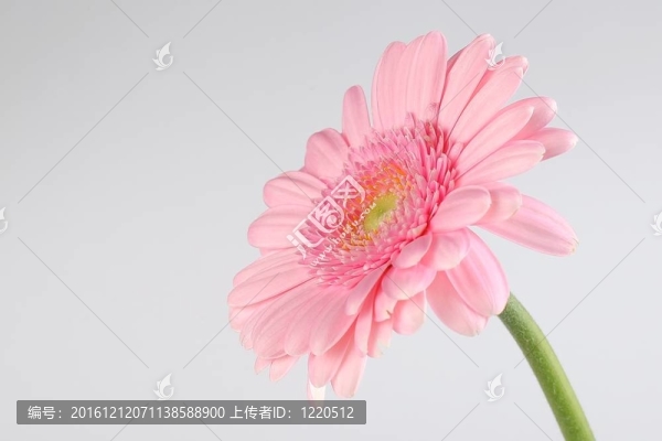 孤立的粉色非洲菊