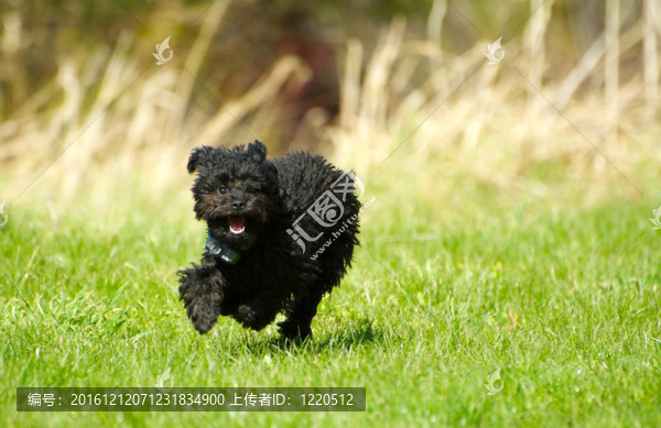 可愛的玩具貴賓犬跑。