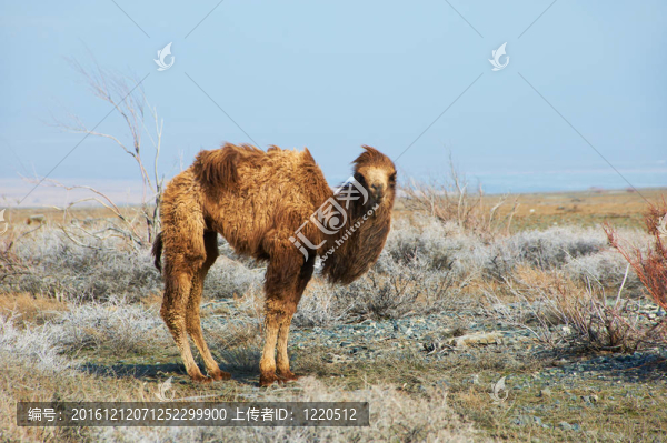 沙漠中的小駱駝