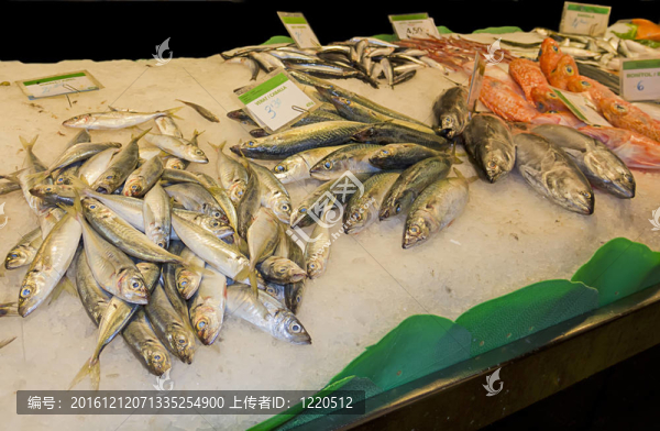 市場上各種鮮魚的種類