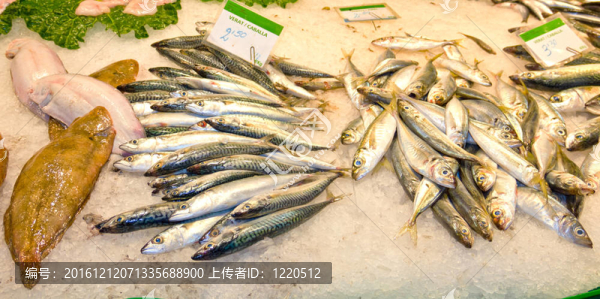 市場上各種鮮魚的種類