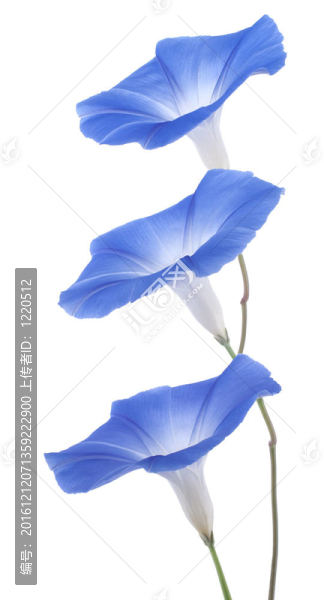 牽牛花