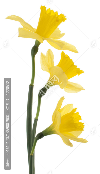 水仙花