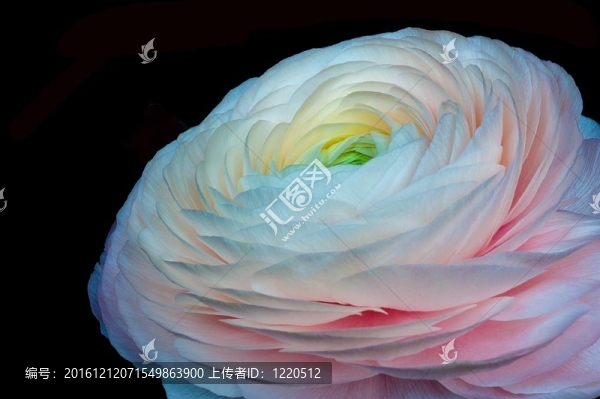 ranculus