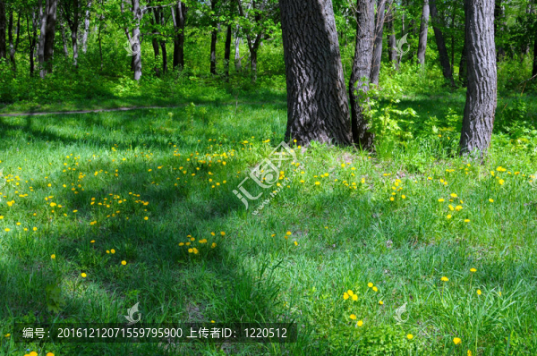 春天在開花的公園里有樹在背景