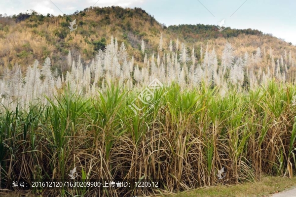 甘蔗種植