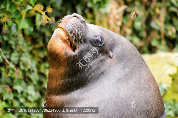 小海獅