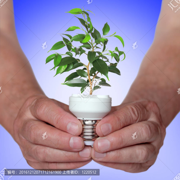 從燈泡底部生長的樹