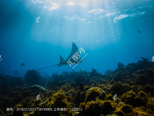 Eagle,Ray游過珊瑚礁