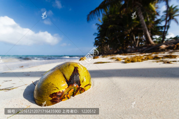 海灘上的椰子