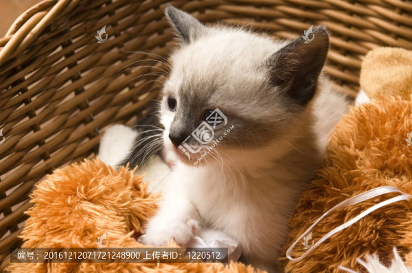 在柳條筐里可愛的小貓咪