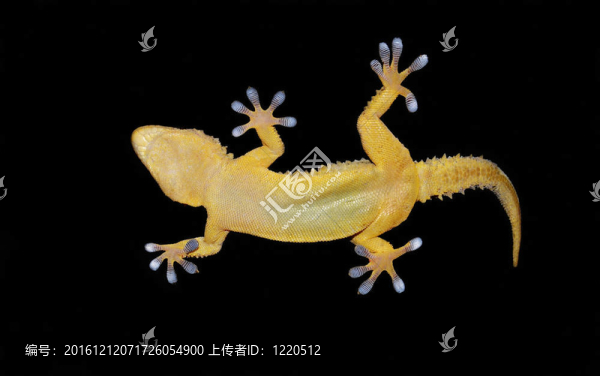 透明玻璃的壁虎