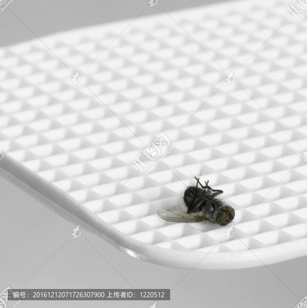 飛蠅死蟲