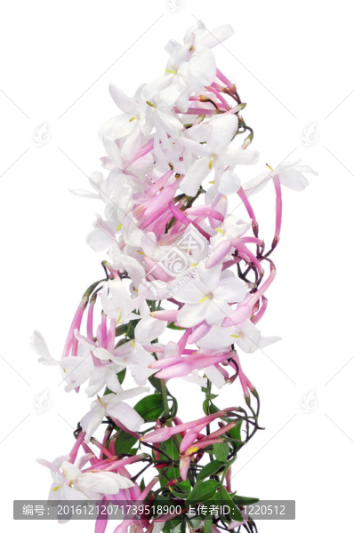 茉莉