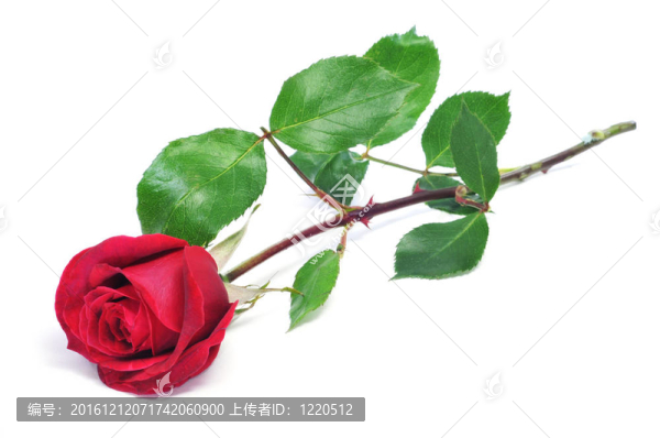 紅玫瑰