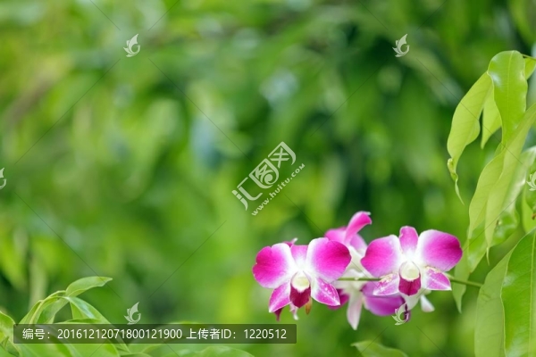 蘭綠色