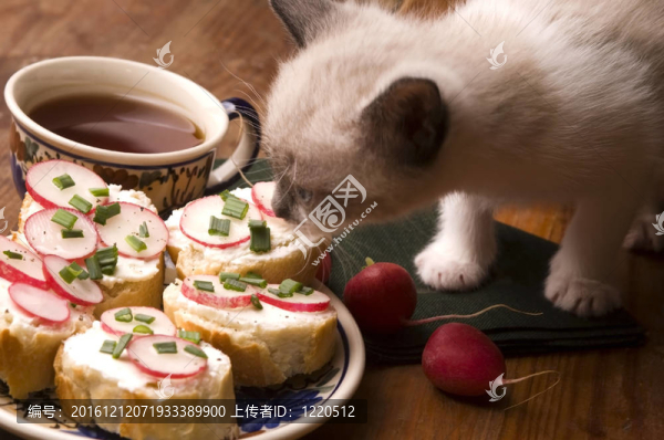 可愛小貓和早餐