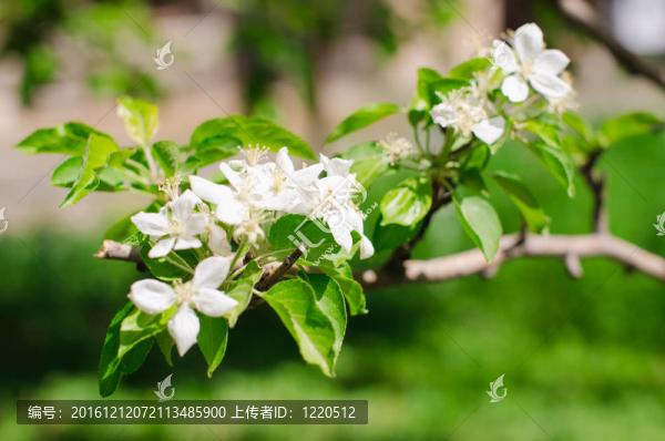 春天的蘋(píng)果樹(shù)