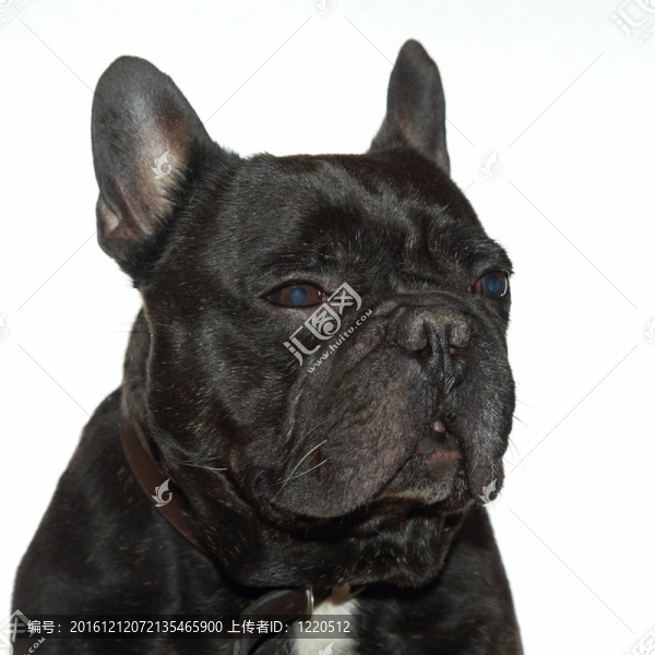 法國(guó)斗牛犬