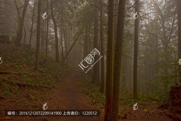 霧蒙蒙的樹林