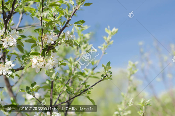 蘋果樹的花