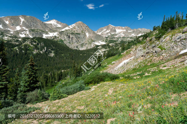 科羅拉多山的野花景觀